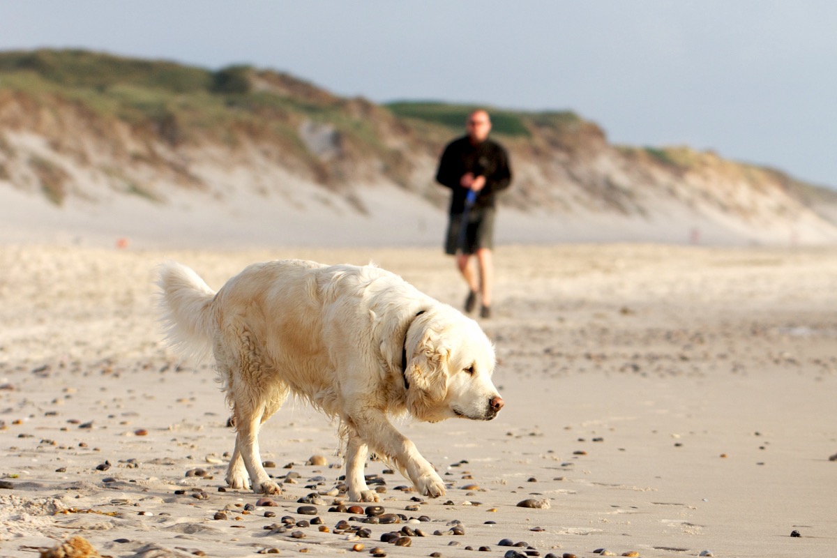 Hund an Deck einer Ostseefähre auf dem Weg nach Dänemark
